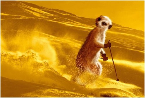 Спортивные миркаты-няшки