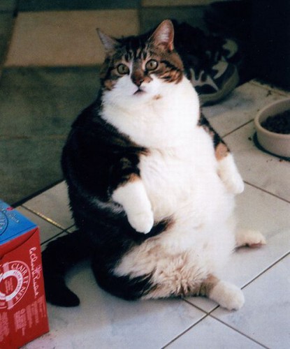 Топ жирных котов