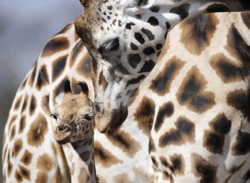 Чудо скотинушки:)