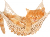 Рыжая няшка в обеденный чай