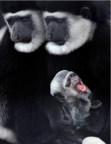 Топ зверушек