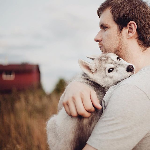 Цуценята Хаскі