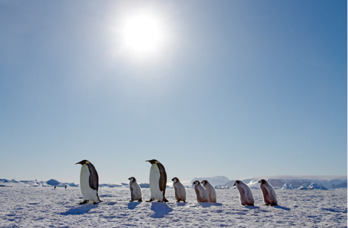 Пингвинята 