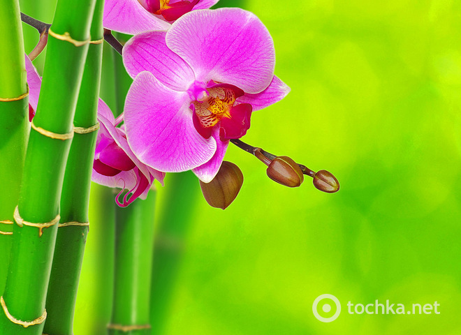 Капризное растение. Как поливать орхидею