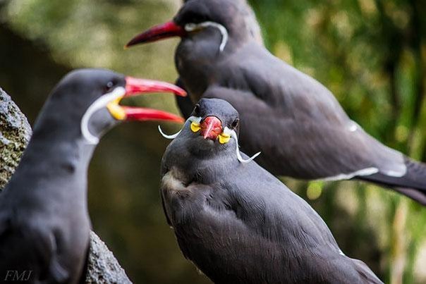 Милые усатики