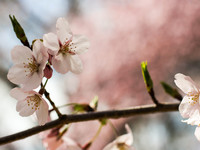 Цветущие ветки HD