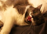 кот-хипстер