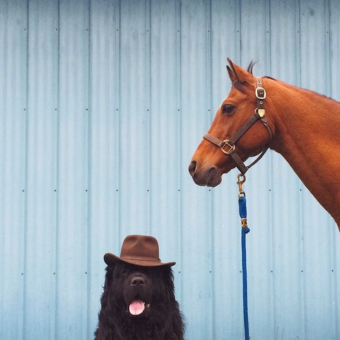 Собаки и лошадь