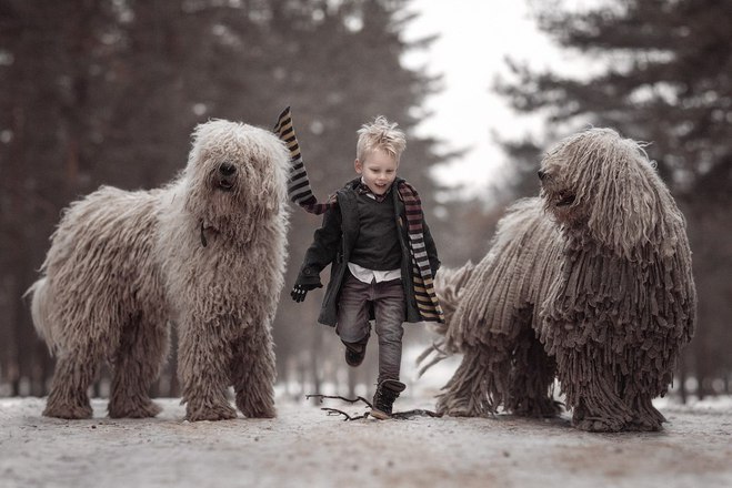 Комондор - "летающие швабры"