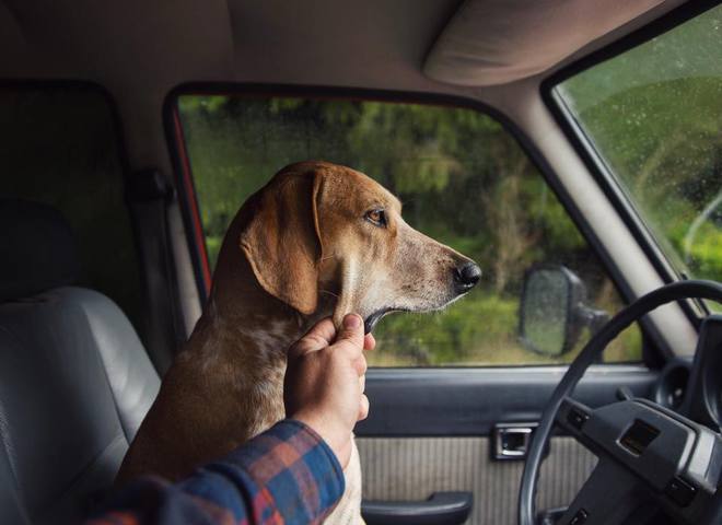 Невероятные приключения собаки-путешественницы Мэдди по Америке