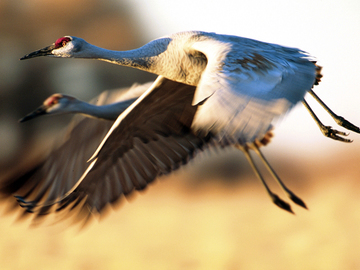 Журавель - символ України