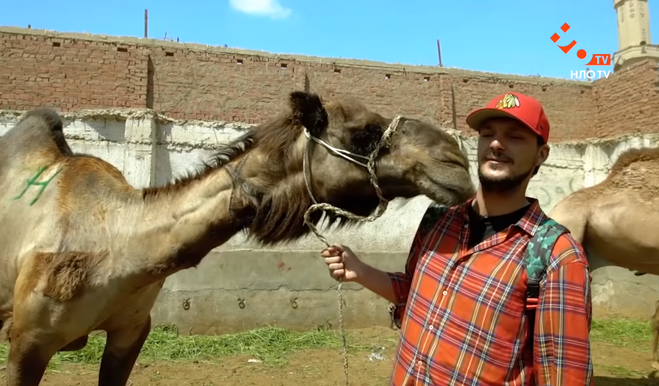 Почему не стоит кататься на верблюде в Египте: опыт ведущих тревел-шоу