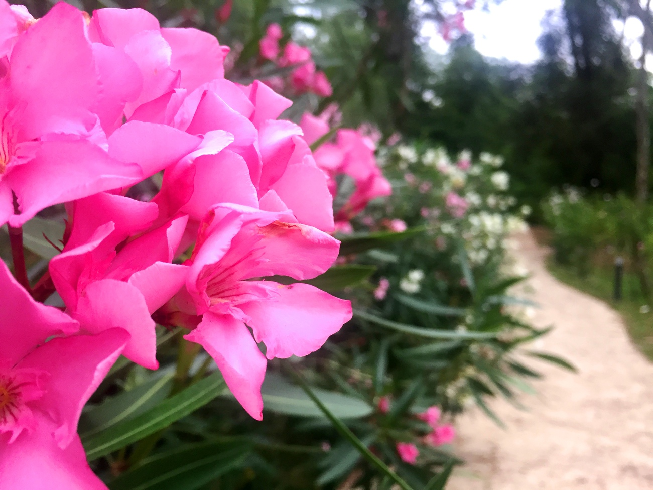 Кобулети: Парк музыкантов