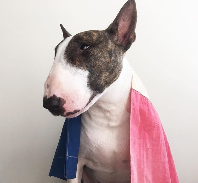 Невилл Джейкобс