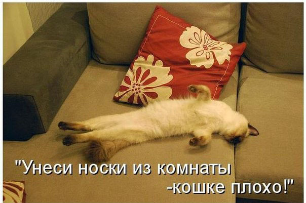 ТОП лучших котоматриц