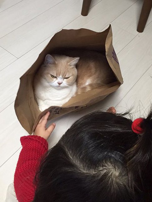Новая звезда. Самый хмурый на земле - японский кот Коюки