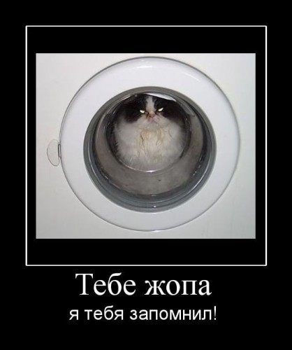 котэ рулят