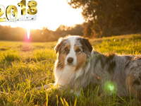 Год собаки 2018