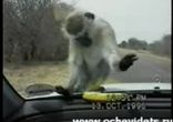 Обезьяна и банан