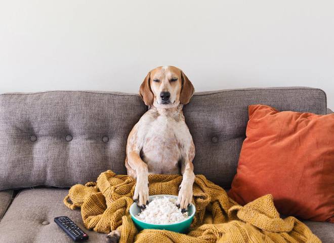 Невероятные приключения собаки-путешественницы Мэдди по Америке
