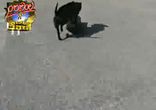 Собака на скейте