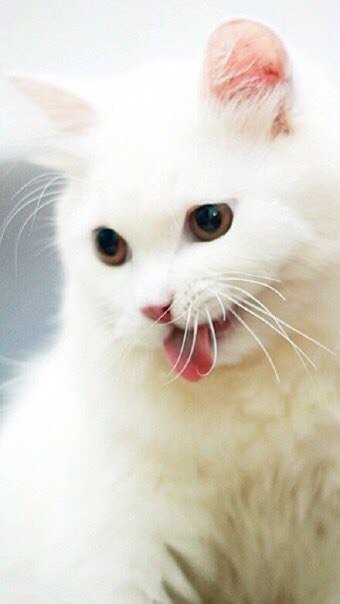 Покажи всем проблемам язык