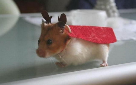 Олені, олені - не бриті, не голені...