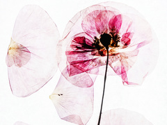 Как вылечить молочницу навсегда