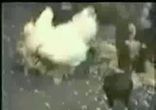 гусі