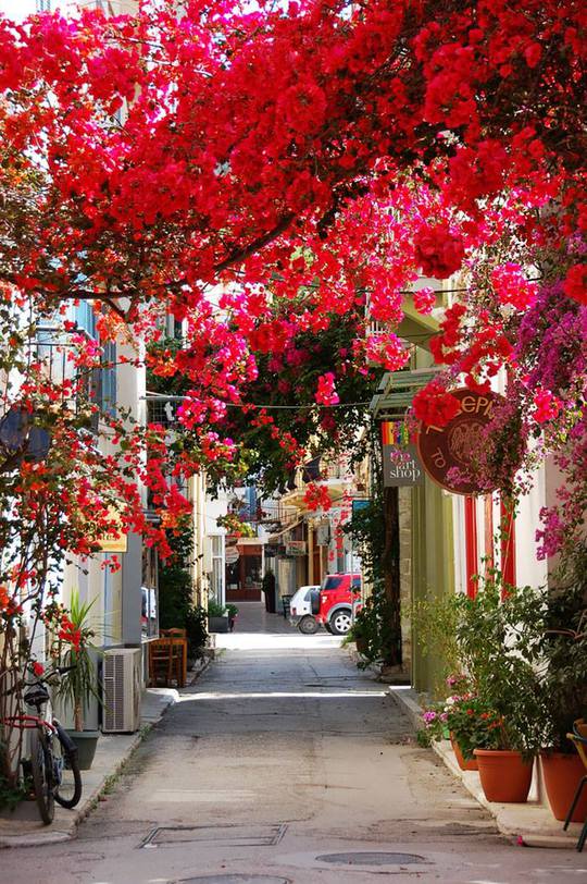 Чарівні вулиці в тіні дерев і квітів