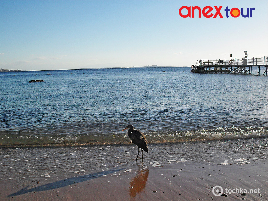 SUNRISE SELECT ARABIAN BEACH RESORT 5*