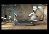 прикол ведмедь БЕРНАРД - ТРЕНАЖОР. Funny bear Bernard - the gym