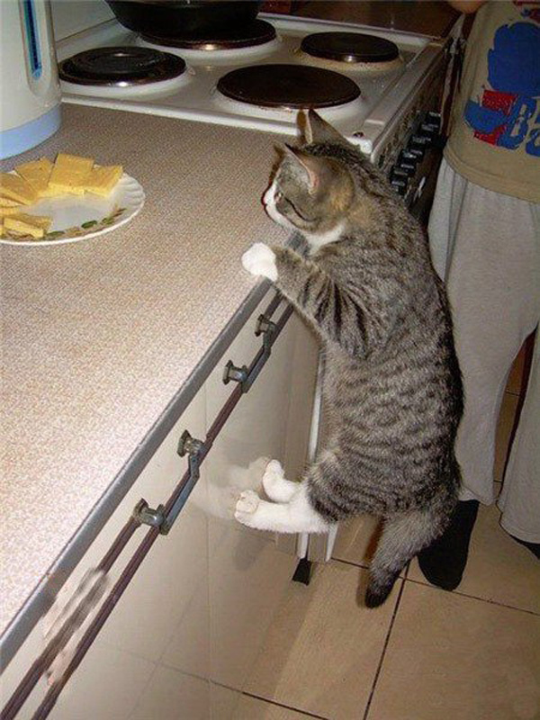 Пушистые воришки