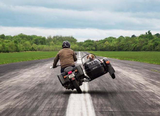 Невероятные приключения собаки-путешественницы Мэдди по Америке