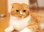 Позитивные коты