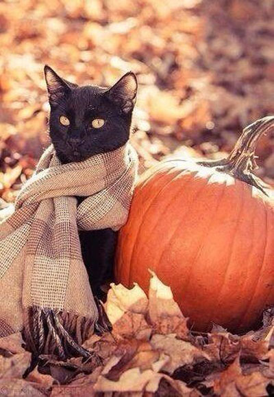 Осень - не повод грустить. Осень - это повод носить шарфик 
