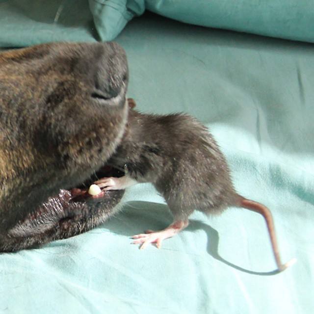 Необычная дружба пса Осириса и крысы Рифф