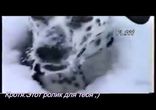 Собака в огромных сугробах