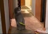 КОТ когда кто-то звонит в дверь