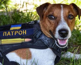 Пес Патрон