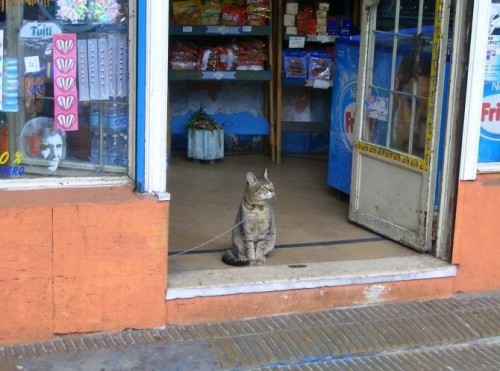 Выгул котов разрешен!;]