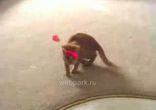 Кошки против лазерной указки)