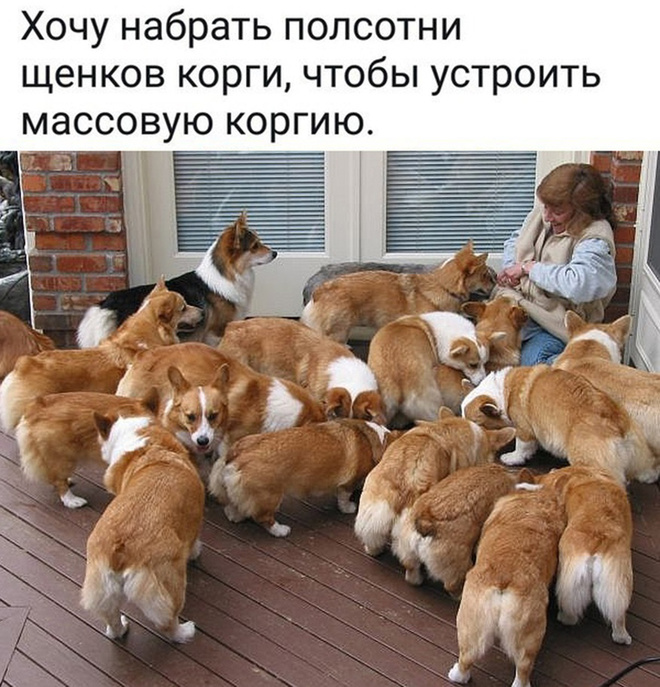 Устроим коргию