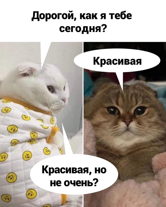 Дорогой, как я тебе сегодня?