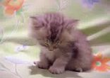 KITTY