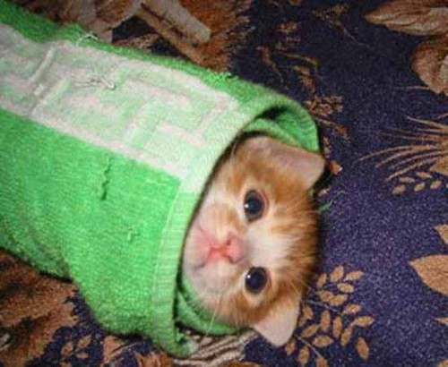 Коты и полотенца