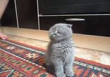 Котенку очень хочется спать