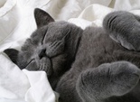 Котики Котики