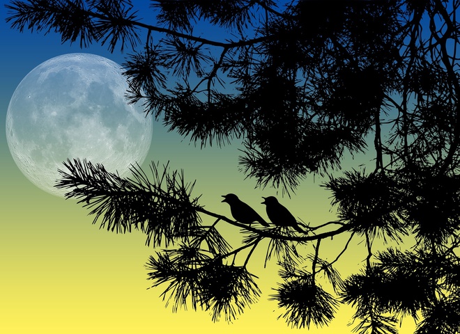 Повний місяць та молодик у лютому 2023