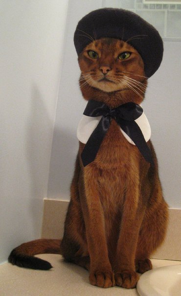 Самый модный котяра